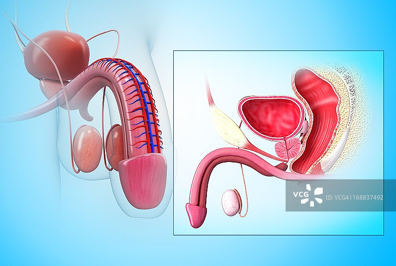 男性生殖系统图示图片素材