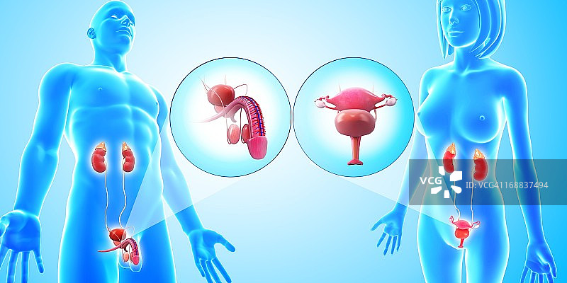 泌尿和生殖系统医学插图图片素材