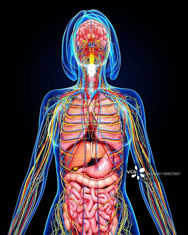 女性解剖,艺术品图片素材