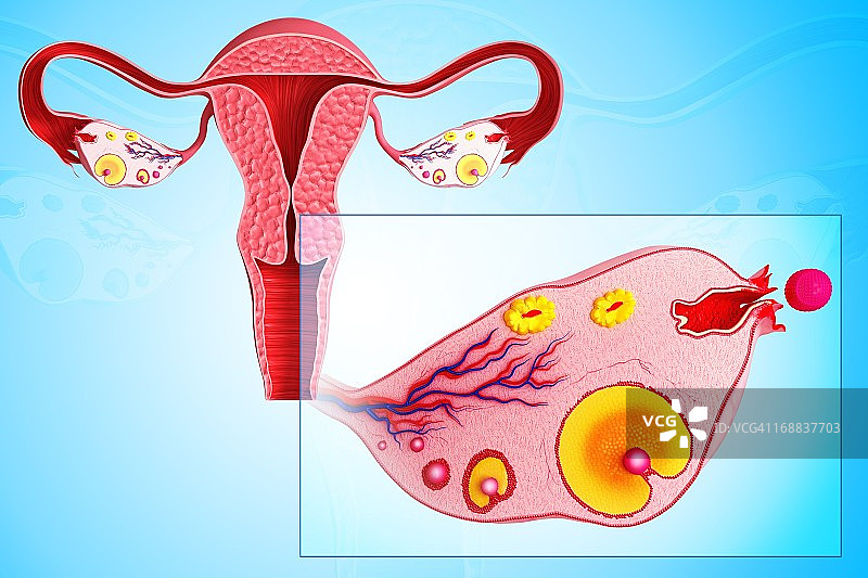 卵巢周期，艺术作品图片素材