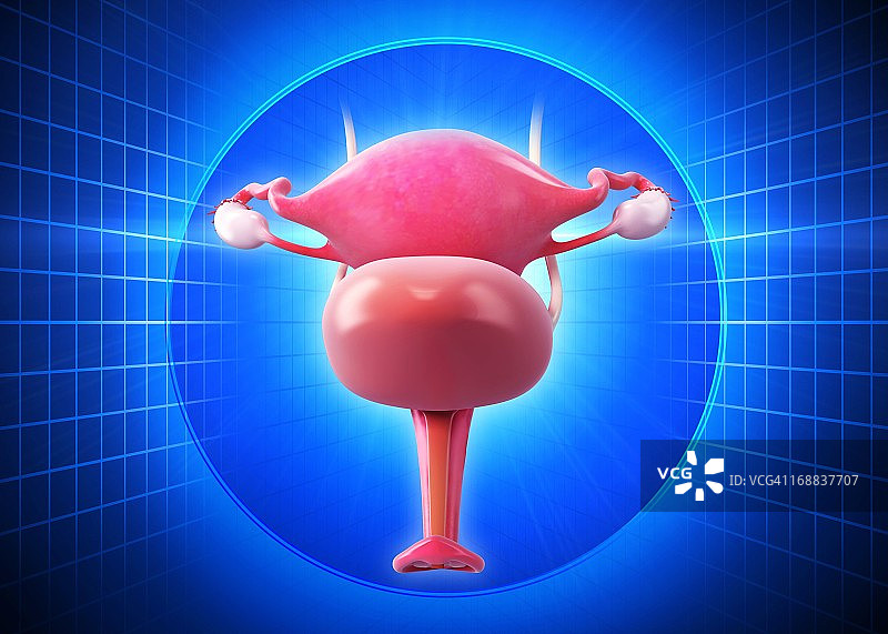 女性生殖系统，艺术作品图片素材