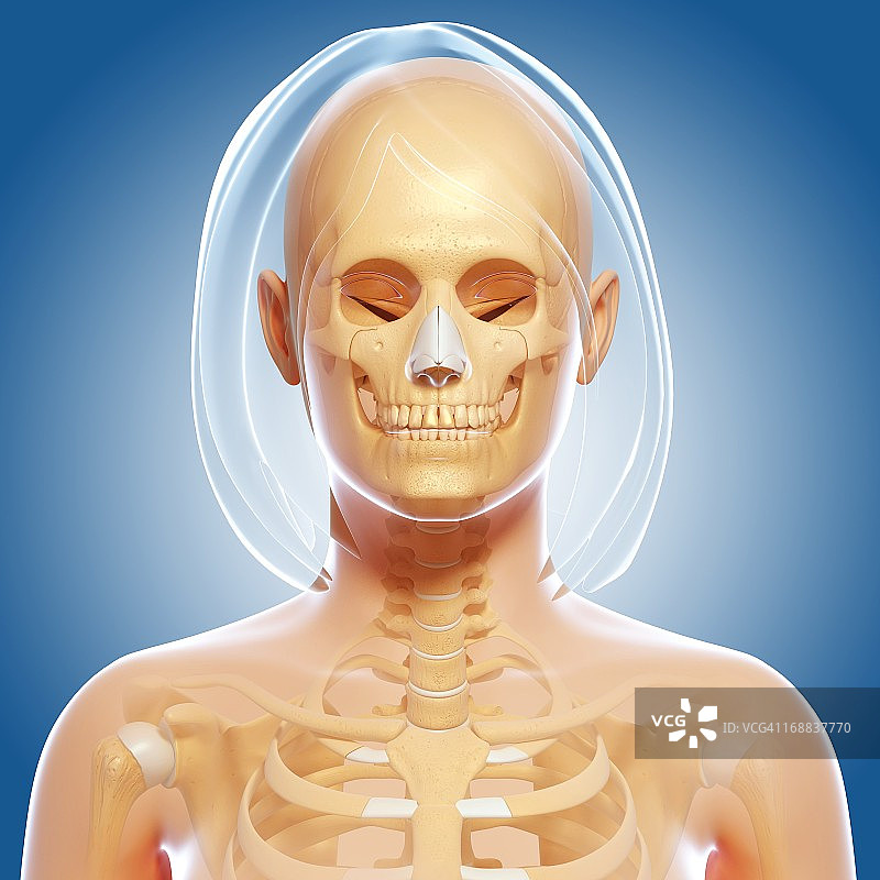 上半身人体解剖艺术图图片素材