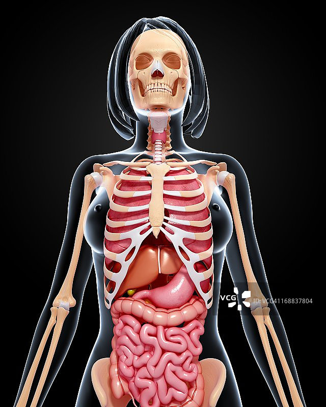 女性解剖,艺术品图片素材