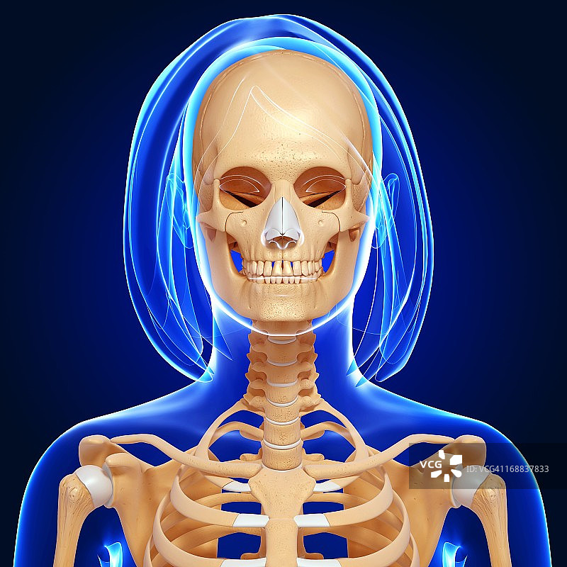 女性骨架,艺术品图片素材