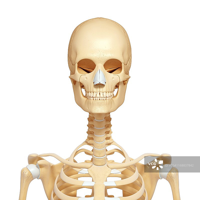 女性骨架,艺术品图片素材