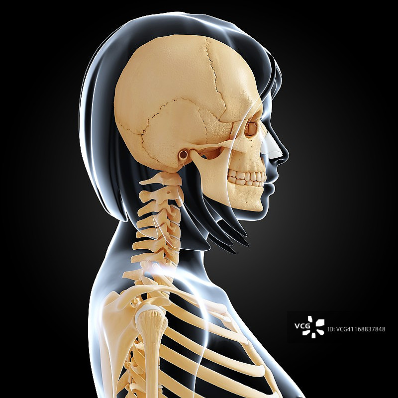 女性骨架,艺术品图片素材