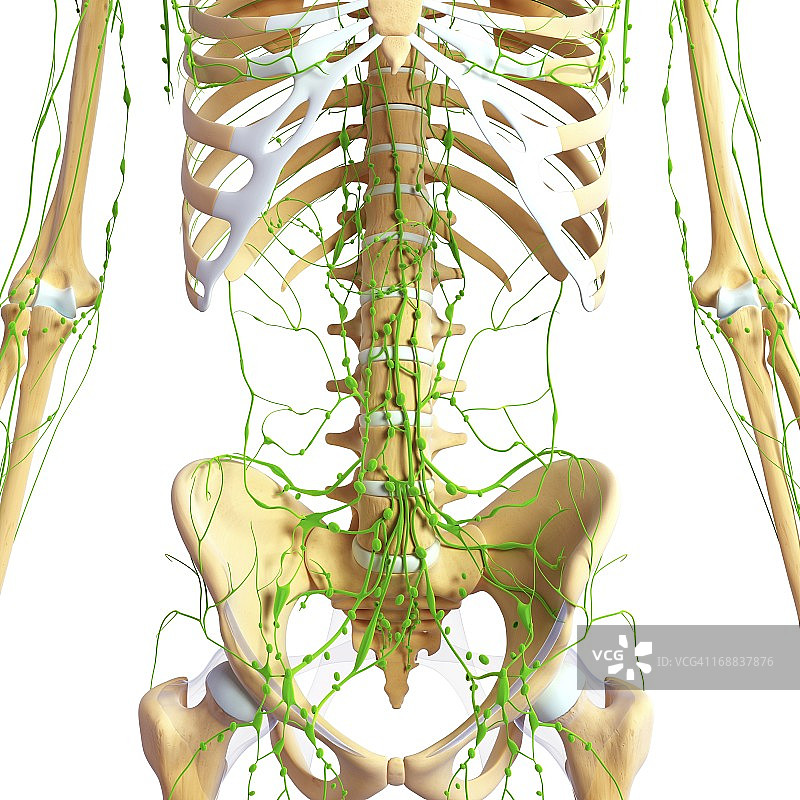 人体解剖学、艺术品图片素材