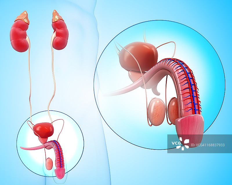 男性生殖系统图示图片素材