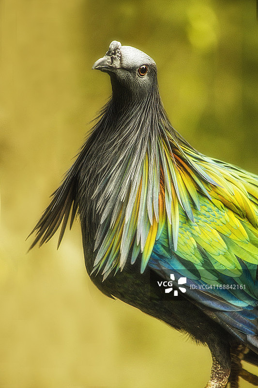 具有发光效果的尼科巴鸠图片素材