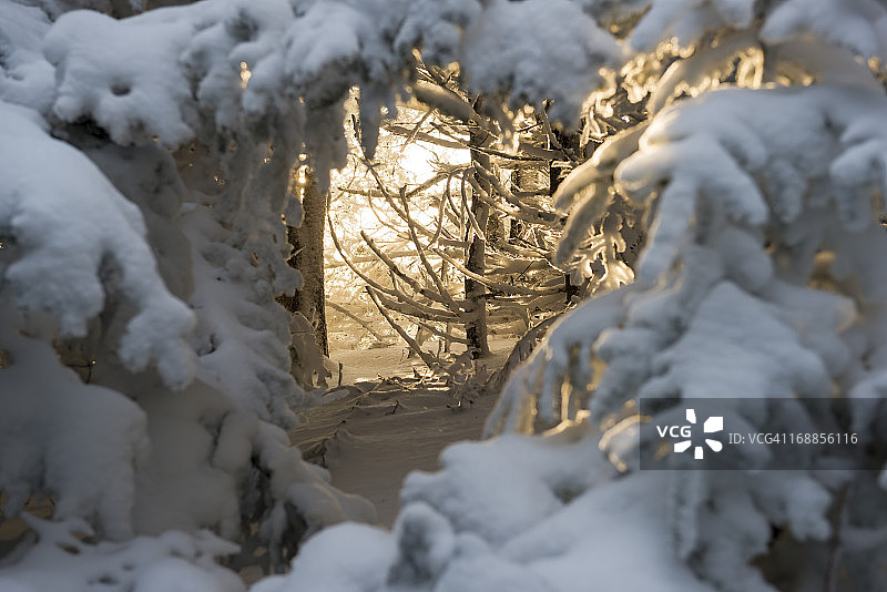 阳光穿过罗恩山上的雪林图片素材