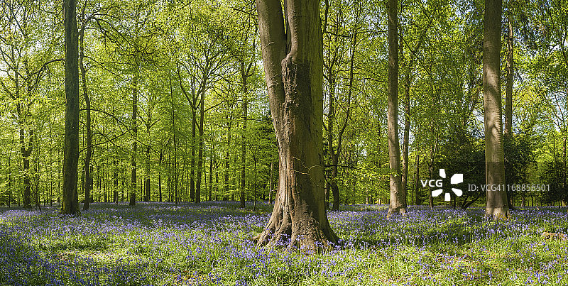 田园诗般的林地全景中绚丽的绿色森林树叶图片素材