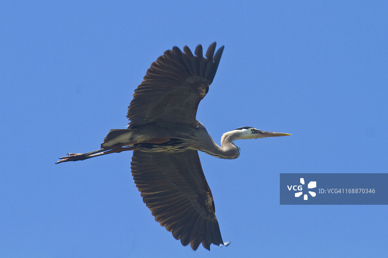 飞行中的苍鹭图片素材