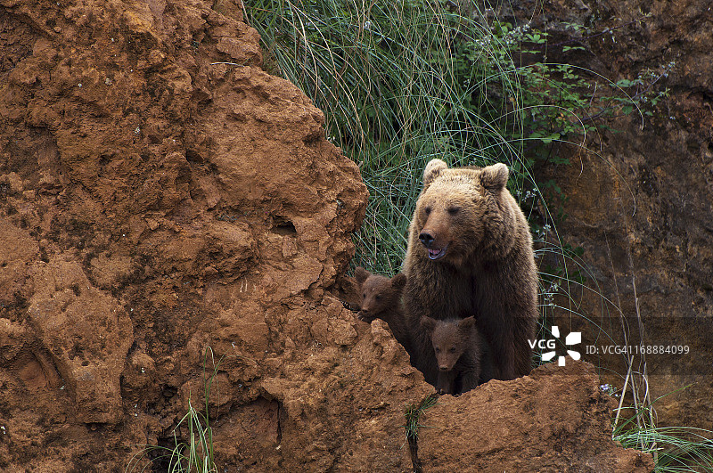 岩石顶部的熊和两只棕色幼崽图片素材