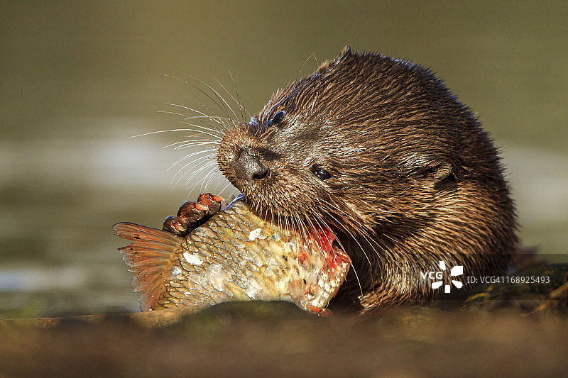 欧亚水獭图片素材