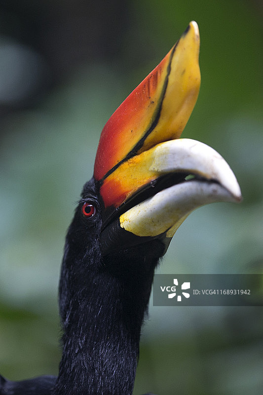 犀鸟犀牛图片素材