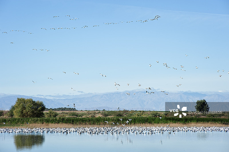 湿地上的鸟图片素材