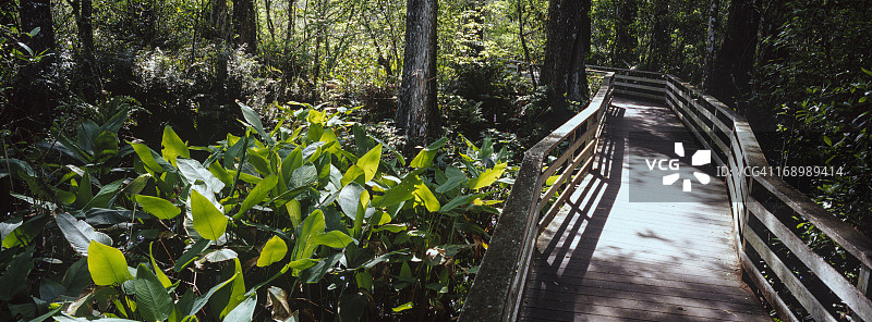 佛罗里达州软木塞沼泽木板路全景图片素材