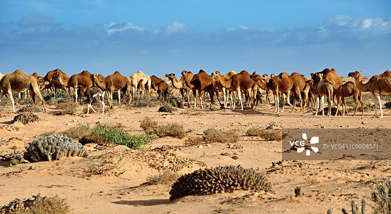 摩洛哥西撒哈拉岩漠上的骆驼图片素材
