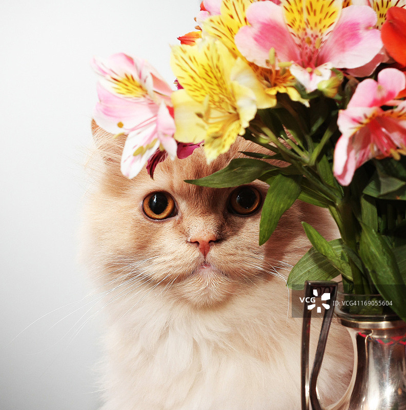 躲在花丛中的猫咪图片素材