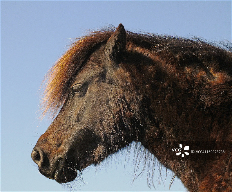 达特穆尔矮种马图片素材