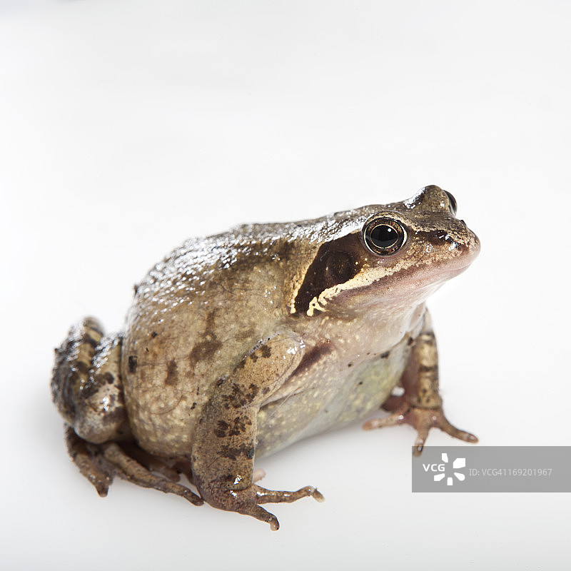 坐在白色背景上的肥胖青蛙图片素材