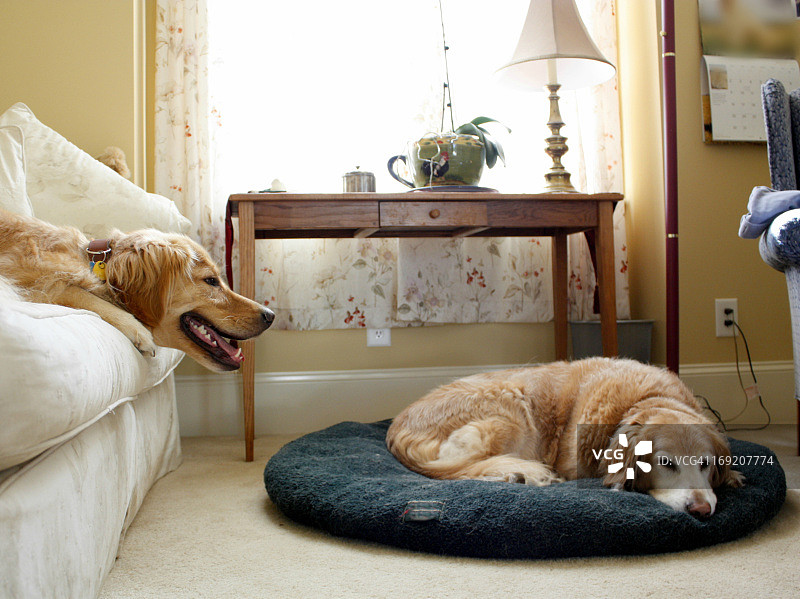 两只金毛犬正在休息图片素材