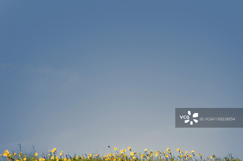 蓝天下的一排黄色花朵图片素材
