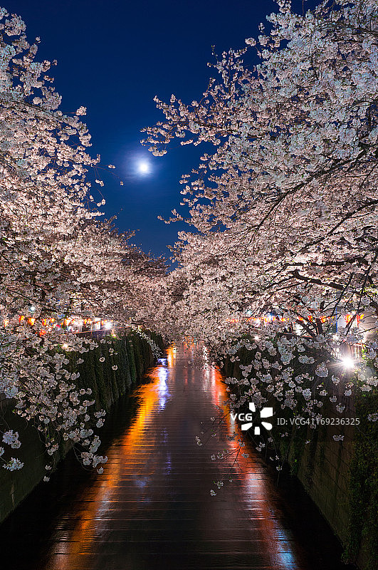 目黑川上空的月亮和樱花图片素材