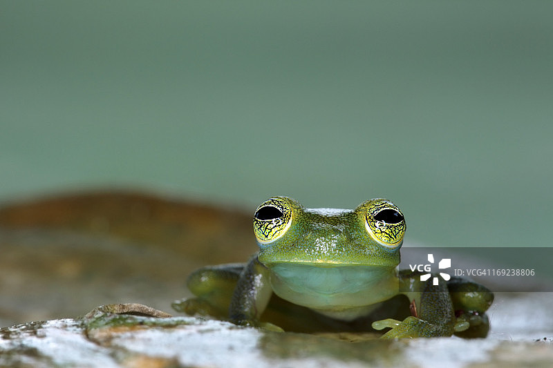 哥斯达黎加萨拉皮基的玻璃蛙图片素材