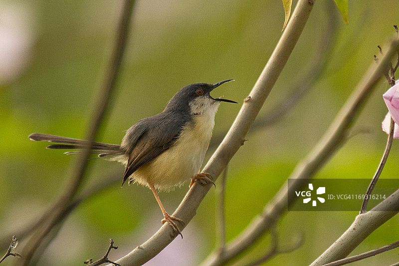 歌唱的灰褐山鹪莺图片素材