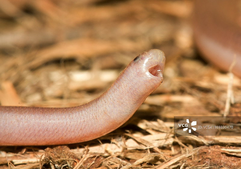 疲惫的盲蛇@西澳大利亚州利维克角图片素材