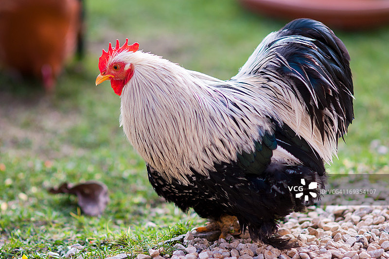 黑白色梵天鸡图片素材