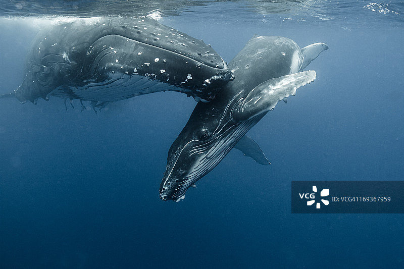座头鲸母子图片素材