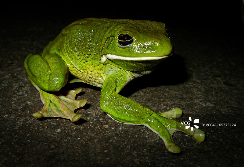 白唇树蛙图片素材