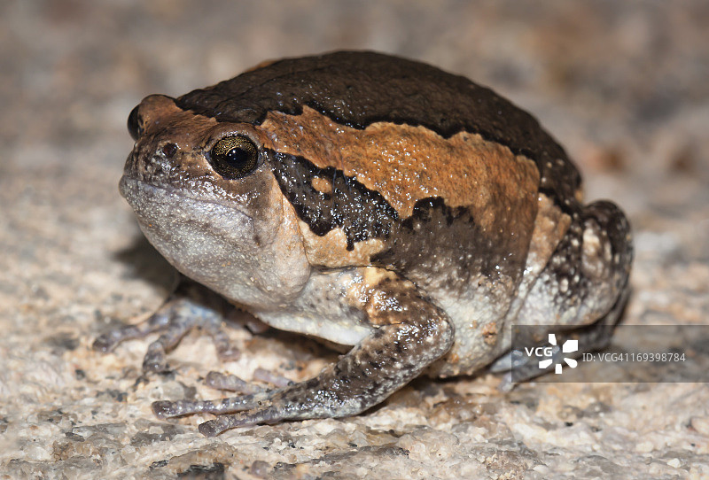 亚洲彩蛙（Kaloula pulchra）图片素材