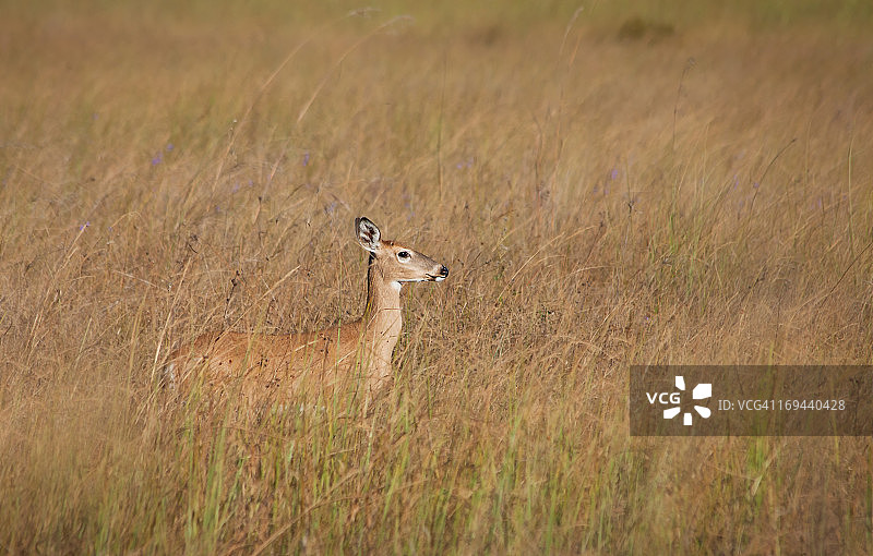 草原上的小鹿图片素材