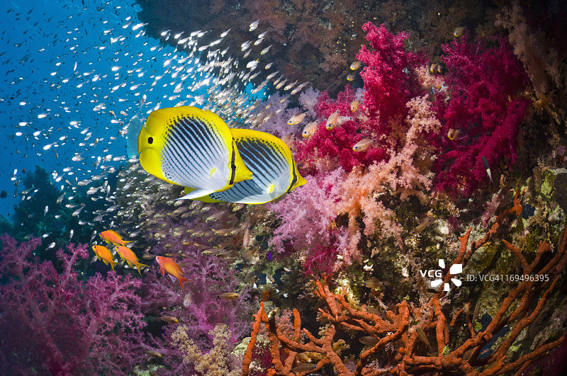珊瑚礁与鱼图片素材