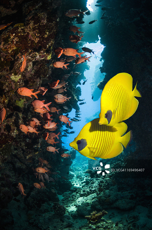 珊瑚礁与鱼图片素材