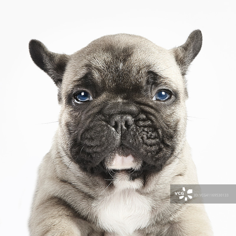 纯种法国斗牛犬幼犬肖像图片素材