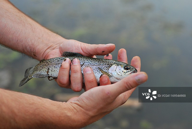 毫无疑问，那是条鳟鱼图片素材