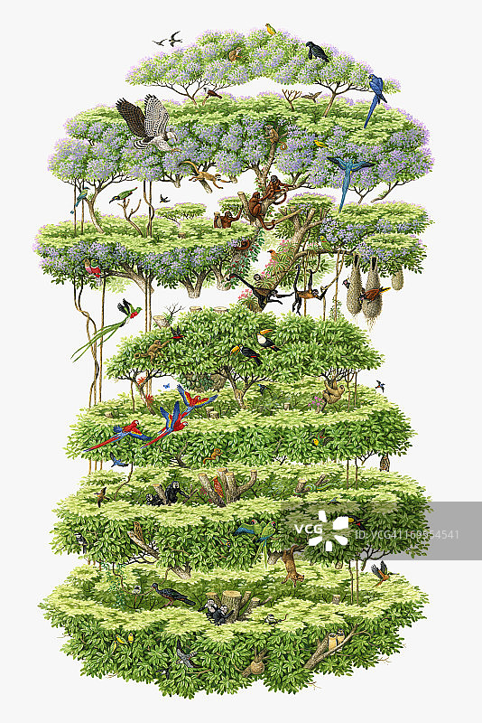 热带雨林树冠野生动物横截面插画图片素材