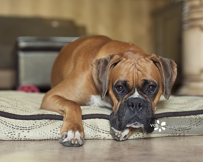 克莱德两岁了图片素材