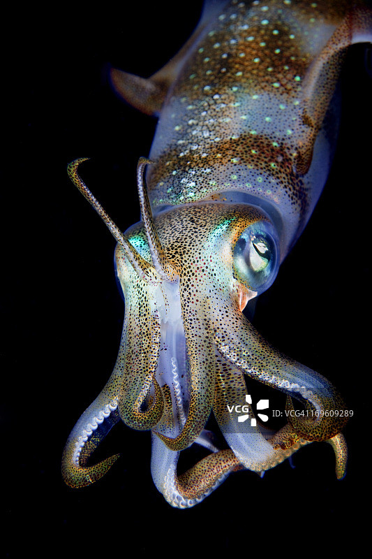 海洋宝石图片素材