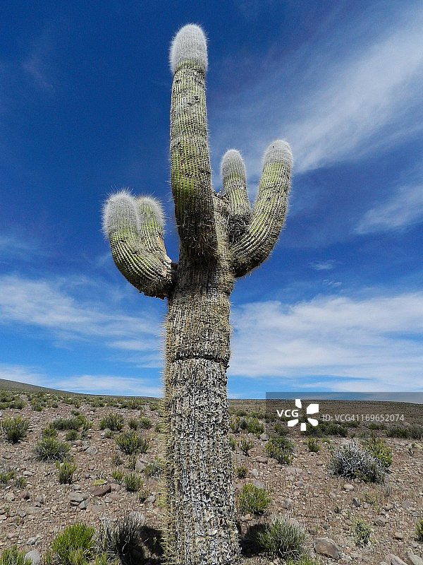 阿塔卡马星球花图片素材