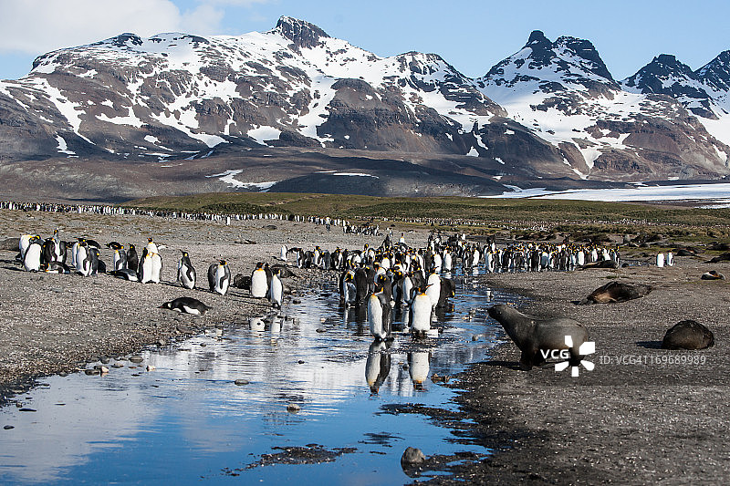 索尔兹伯里平原上的野生动物图片素材