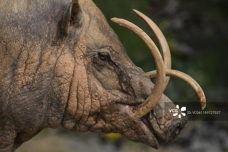 鹿豚的面部獠牙图片素材