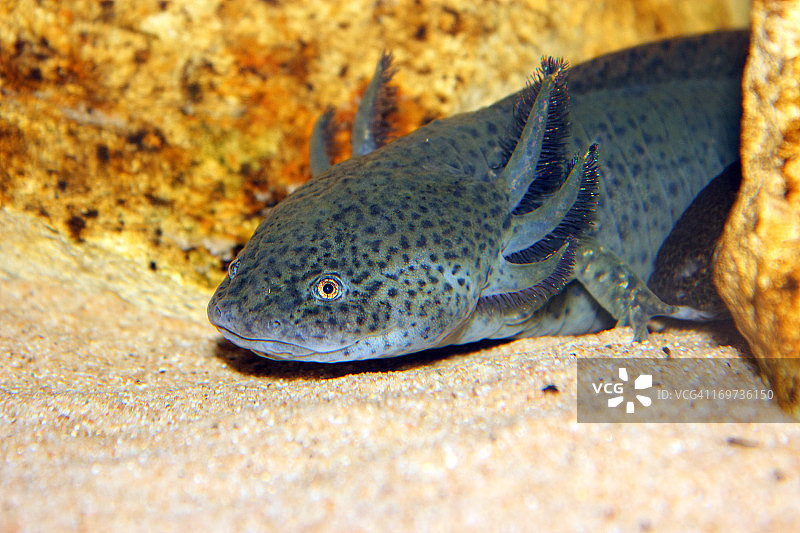 墨西哥钝口螈，濒危物种，墨西哥图片素材