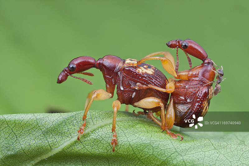 一对正在交配的长颈鹿象鼻虫和蚂蚁图片素材