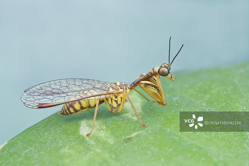 螳蛉的微距照片图片素材