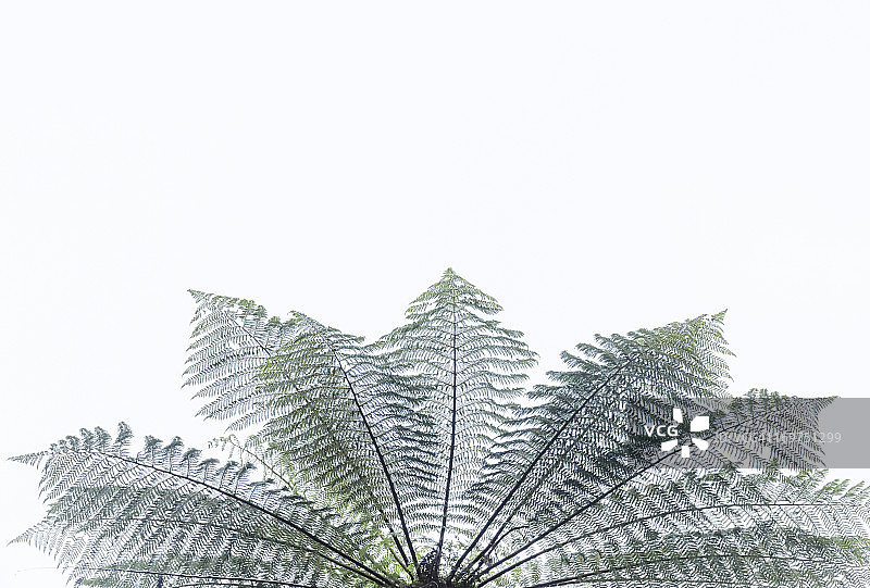 巨型树蕨图片素材